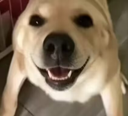 大狗照片